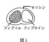 綿/コットン