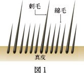 図1:きつね/フォックス