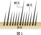 図１：きつね/フォックス