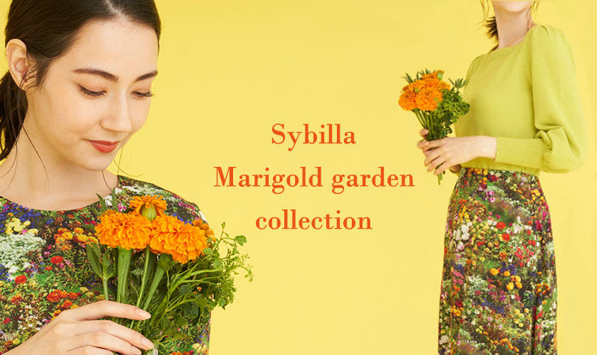 Sybilla Marigold garden collection