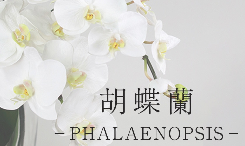 胡蝶蘭ーPHALAENOPSISー