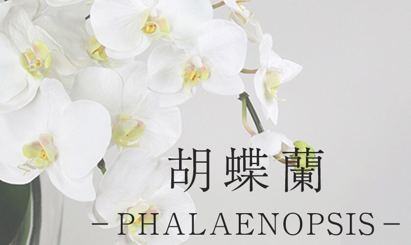 胡蝶蘭ーPHALAENOPSISー