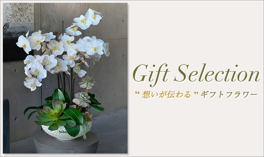 胡蝶蘭ーPHALAENOPSISーhttps://www.itokin.net/topics/detail/20260116_ROBBA_PHALAENOPSIS