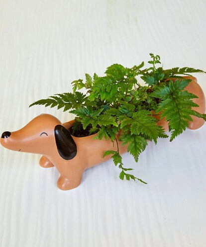CCYJS85010 LIFE STYLE SELECTION Daisy The Dachshund Planter