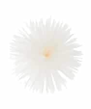 K12CD17029 a.v.v(アー・ヴェ・ヴェ) フェザーフラワーコサージュ アイボリー