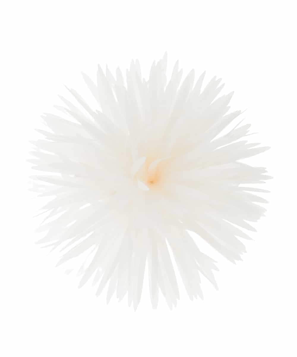 K12CD17029 a.v.v(アー・ヴェ・ヴェ) フェザーフラワーコサージュ アイボリー