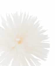 K12CD17029 a.v.v(アー・ヴェ・ヴェ) フェザーフラワーコサージュ アイボリー