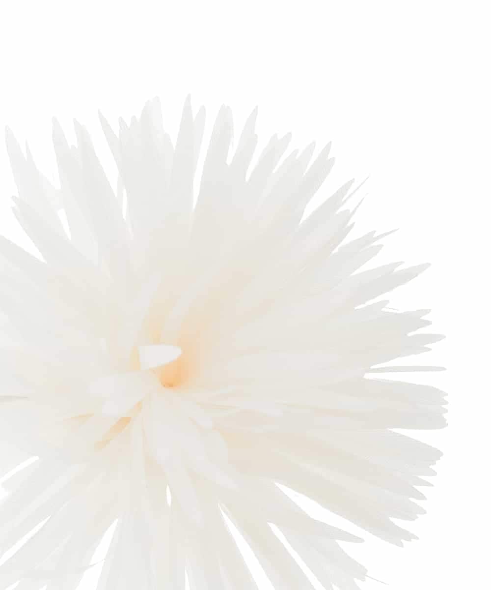 K12CD17029 a.v.v(アー・ヴェ・ヴェ) フェザーフラワーコサージュ アイボリー