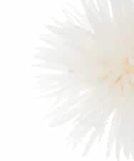 K12CD17029 a.v.v(アー・ヴェ・ヴェ) フェザーフラワーコサージュ アイボリー