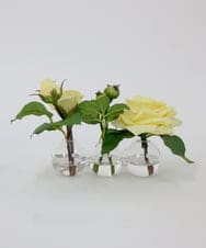 TTNTA31080 EMILIO ROBBA(エミリオ ロバ) プリマローズye-3W その他