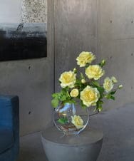 TTNTA33300 EMILIO ROBBA(エミリオ ロバ) プリマローズye-3L その他