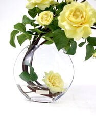 TTNTA33300 EMILIO ROBBA(エミリオ ロバ) プリマローズye-3L その他