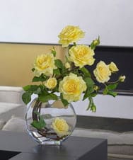 TTNTA33300 EMILIO ROBBA(エミリオ ロバ) プリマローズye-3L その他