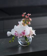 TTNTA50120 EMILIO ROBBA(エミリオ ロバ) ファレノプシスリップピンクS その他