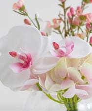 TTNTA50120 EMILIO ROBBA(エミリオ ロバ) ファレノプシスリップピンクS その他