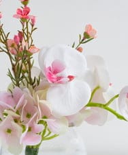 TTNTA50120 EMILIO ROBBA(エミリオ ロバ) ファレノプシスリップピンクS その他