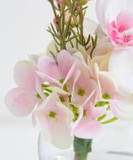 TTNTA50120 EMILIO ROBBA(エミリオ ロバ) ファレノプシスリップピンクS その他