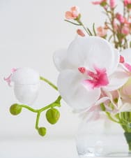 TTNTA50120 EMILIO ROBBA(エミリオ ロバ) ファレノプシスリップピンクS その他