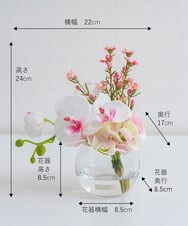 TTNTA50120 EMILIO ROBBA(エミリオ ロバ) ファレノプシスリップピンクS その他