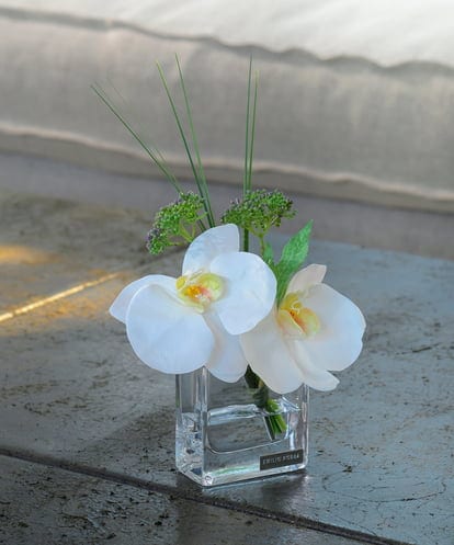 TTNTA51050  ファレノプシスXS