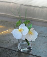 TTNTA51050 EMILIO ROBBA(エミリオ ロバ) ファレノプシスXS その他