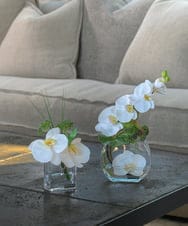 TTNTA51050 EMILIO ROBBA(エミリオ ロバ) ファレノプシスXS その他