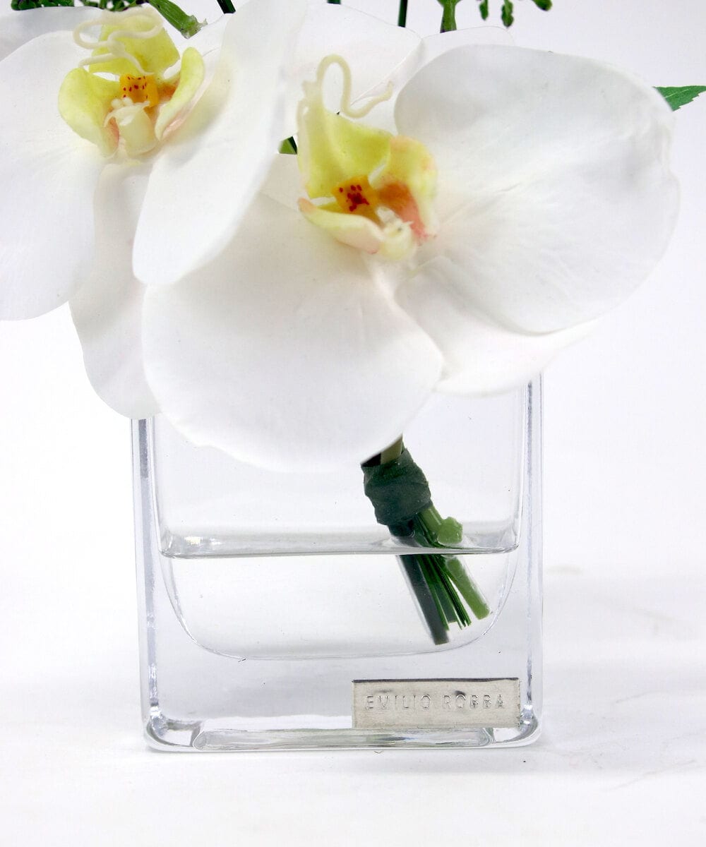 TTNTA51050 EMILIO ROBBA(エミリオ ロバ) ファレノプシスXS その他