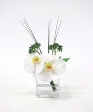 TTNTA51050 EMILIO ROBBA(エミリオ ロバ) ファレノプシスXS その他