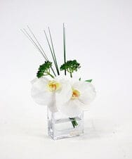 TTNTA51050 EMILIO ROBBA(エミリオ ロバ) ファレノプシスXS その他