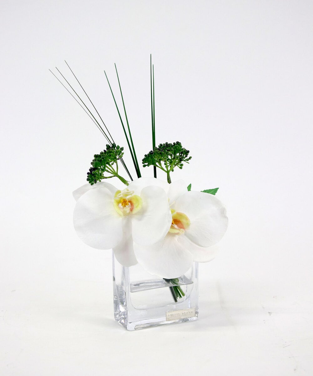 TTNTA51050 EMILIO ROBBA(エミリオ ロバ) ファレノプシスXS その他