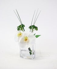 TTNTA51050 EMILIO ROBBA(エミリオ ロバ) ファレノプシスXS その他