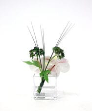 TTNTA51050 EMILIO ROBBA(エミリオ ロバ) ファレノプシスXS その他