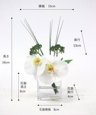 TTNTA51050 EMILIO ROBBA(エミリオ ロバ) ファレノプシスXS その他