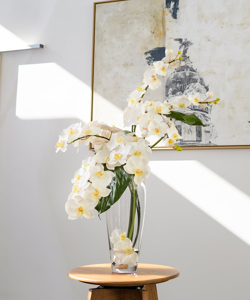 TTNTA53600 EMILIO ROBBA(エミリオ ロバ) ファレノプシスXL その他