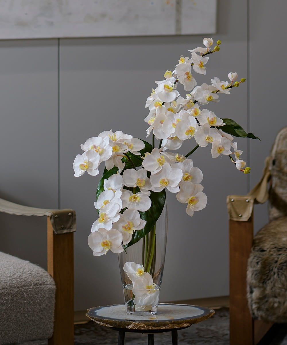 TTNTA53600 EMILIO ROBBA ファレノプシスXL