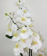 TTNTA53600 EMILIO ROBBA(エミリオ ロバ) ファレノプシスXL その他