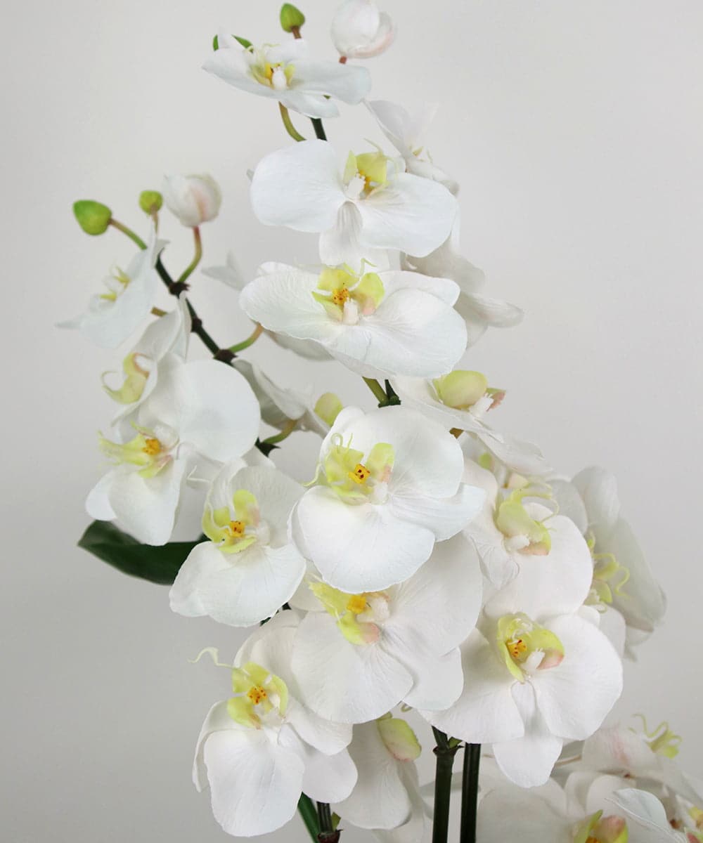 TTNTA53600 EMILIO ROBBA(エミリオ ロバ) ファレノプシスXL その他