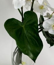 TTNTA53600 EMILIO ROBBA(エミリオ ロバ) ファレノプシスXL その他