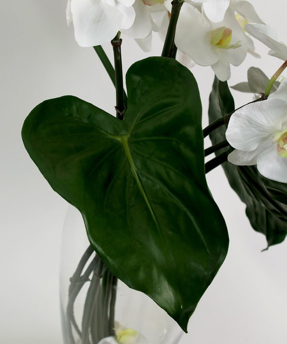 TTNTA53600 EMILIO ROBBA(エミリオ ロバ) ファレノプシスXL その他