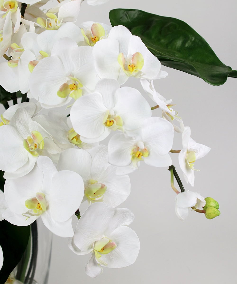 TTNTA53600 EMILIO ROBBA(エミリオ ロバ) ファレノプシスXL その他