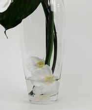 TTNTA53600 EMILIO ROBBA(エミリオ ロバ) ファレノプシスXL その他