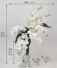 TTNTA53600 EMILIO ROBBA(エミリオ ロバ) ファレノプシスXL その他