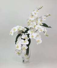 TTNTA53600 EMILIO ROBBA(エミリオ ロバ) ファレノプシスXL その他