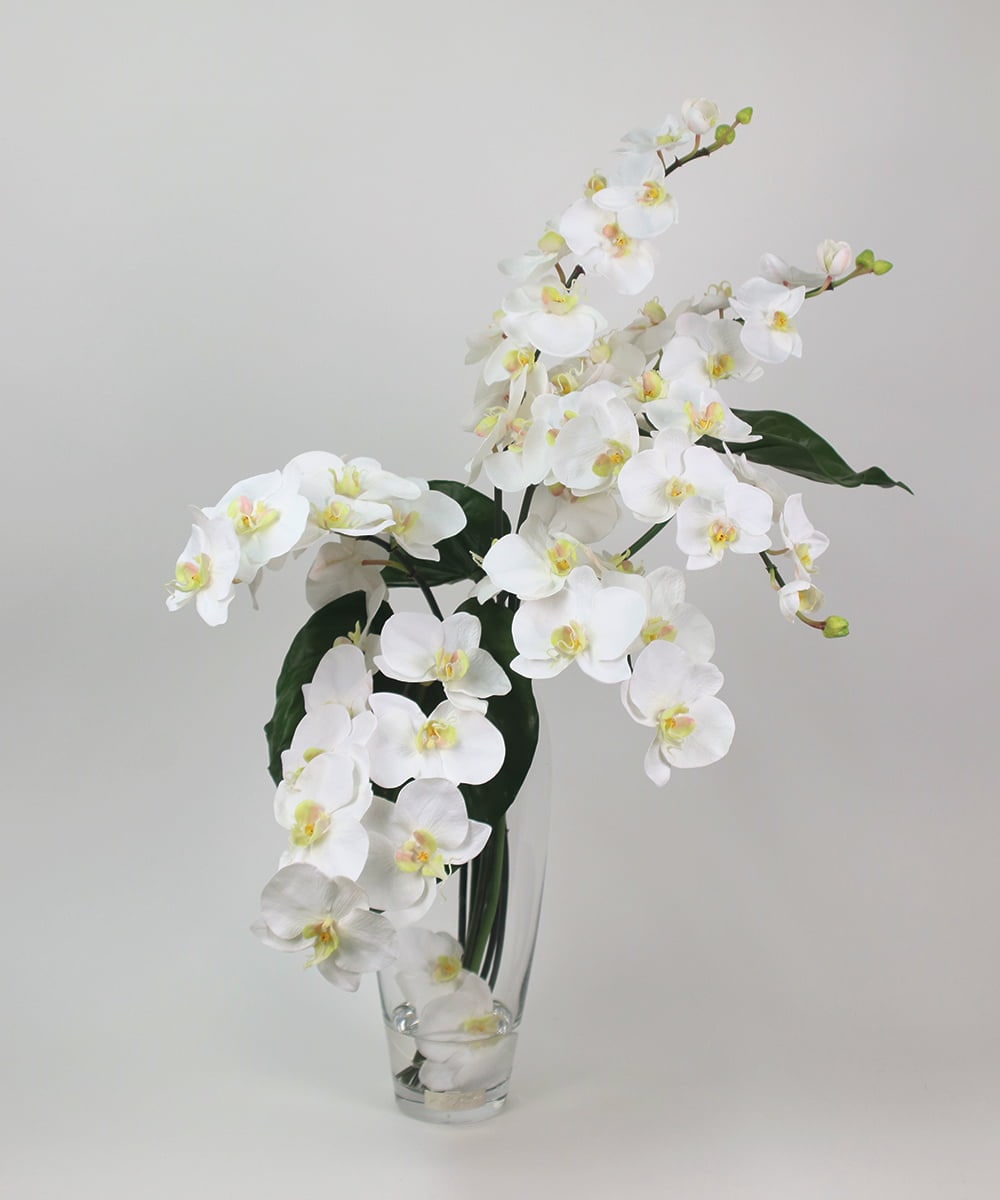 TTNTA53600 EMILIO ROBBA(エミリオ ロバ) ファレノプシスXL その他