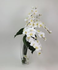 TTNTA53600 EMILIO ROBBA(エミリオ ロバ) ファレノプシスXL その他