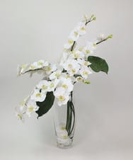 TTNTA53600 EMILIO ROBBA(エミリオ ロバ) ファレノプシスXL その他