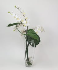 TTNTA53600 EMILIO ROBBA(エミリオ ロバ) ファレノプシスXL その他