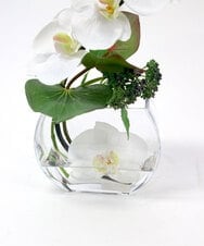 TTNTA55150 EMILIO ROBBA(エミリオ ロバ) ファレノプシスS-b その他