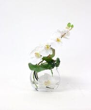 TTNTA55150 EMILIO ROBBA(エミリオ ロバ) ファレノプシスS-b その他