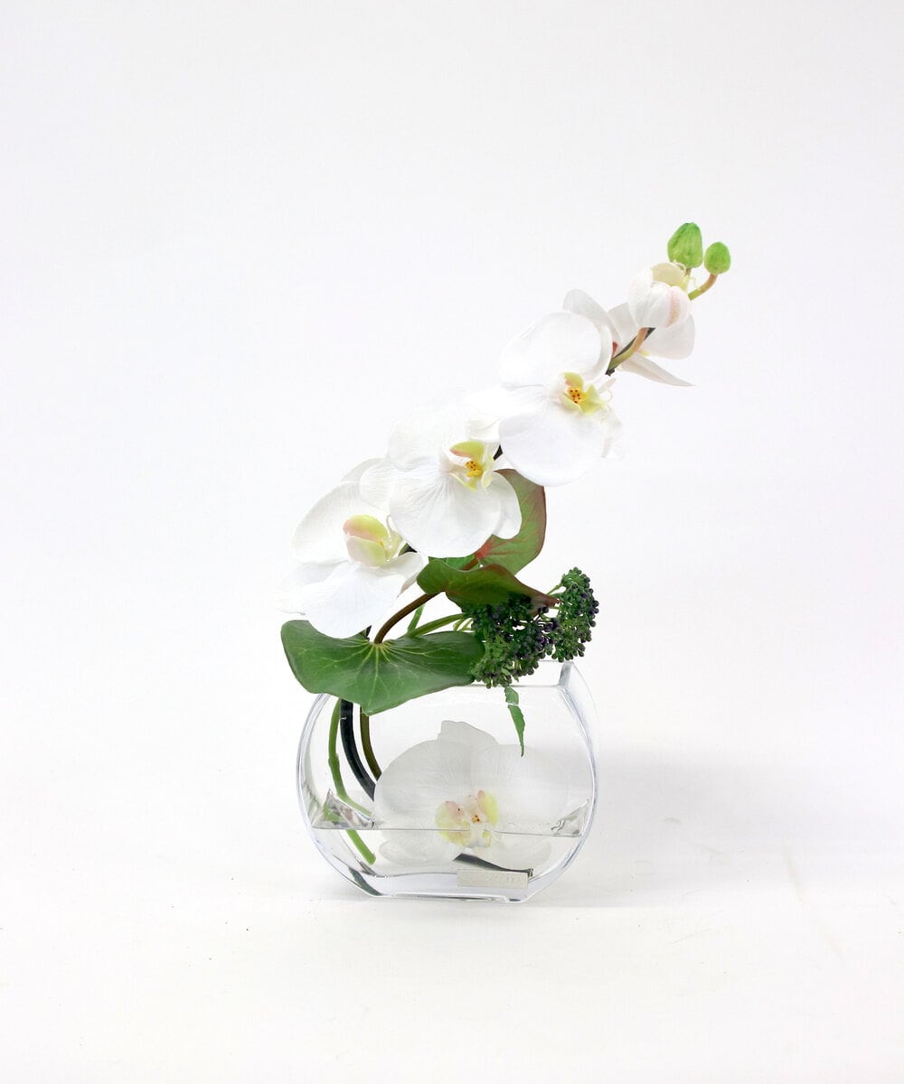 TTNTA55150 EMILIO ROBBA(エミリオ ロバ) ファレノプシスS-b その他